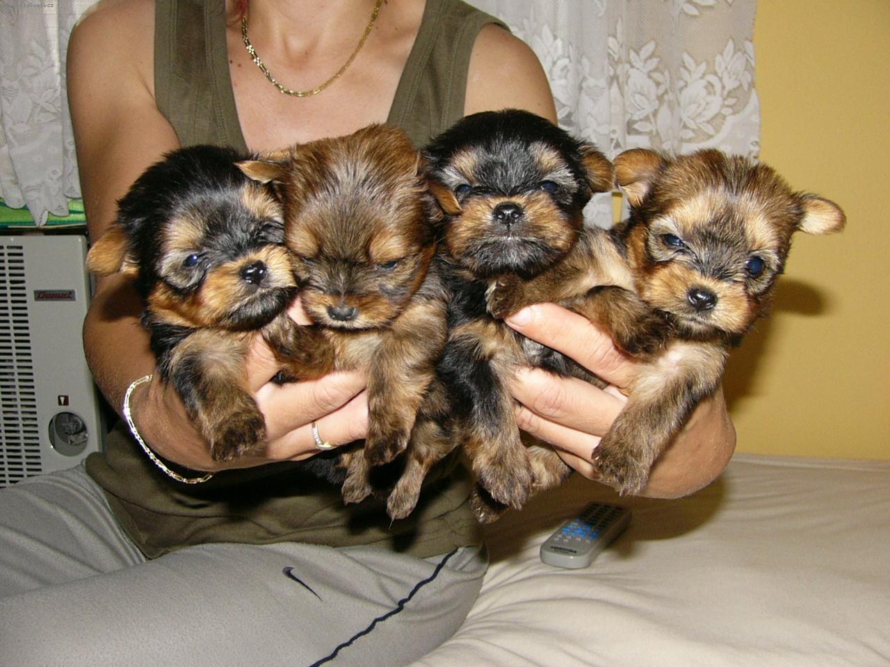 Foto: Golddust - biewer - yorki-golddust - zlaté štěně