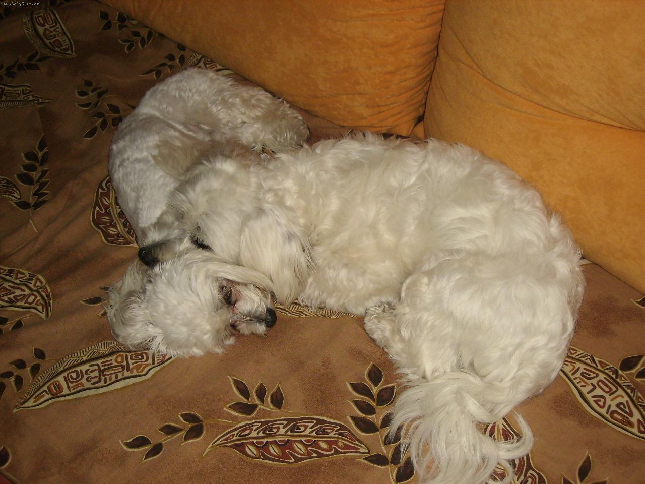 Foto: Únava-unavení pejsci