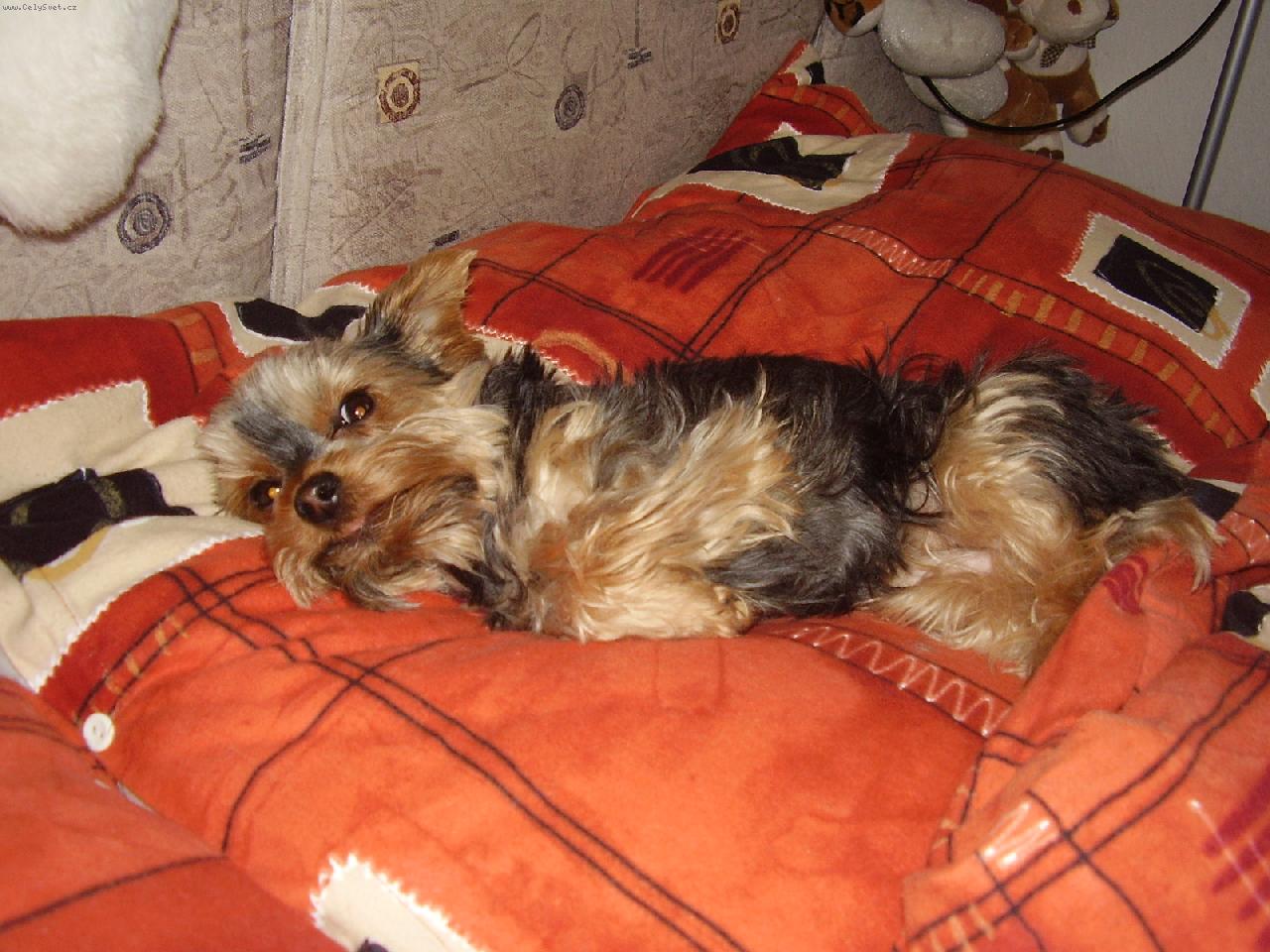 Foto: Meginka z Jihlavy-Válení v postýlce je nejlepší!