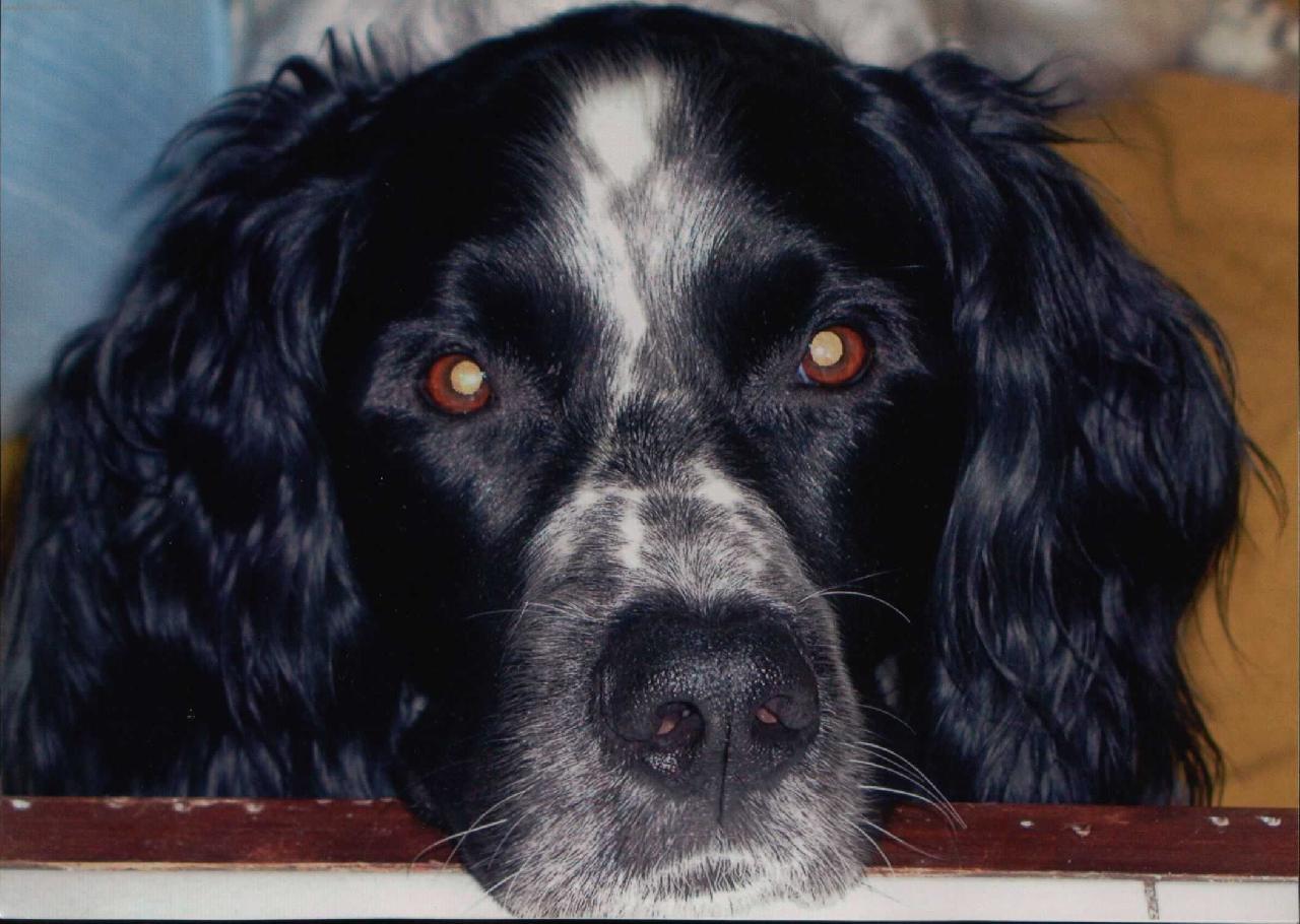 Foto: Baron-Velký munsterland