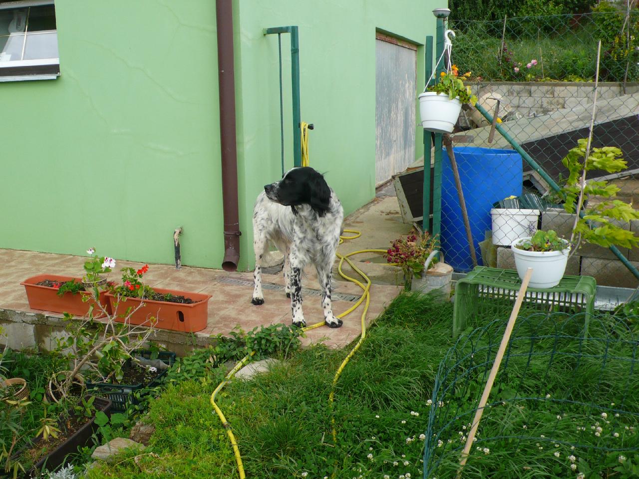 Foto: Baron-Velký munsterland