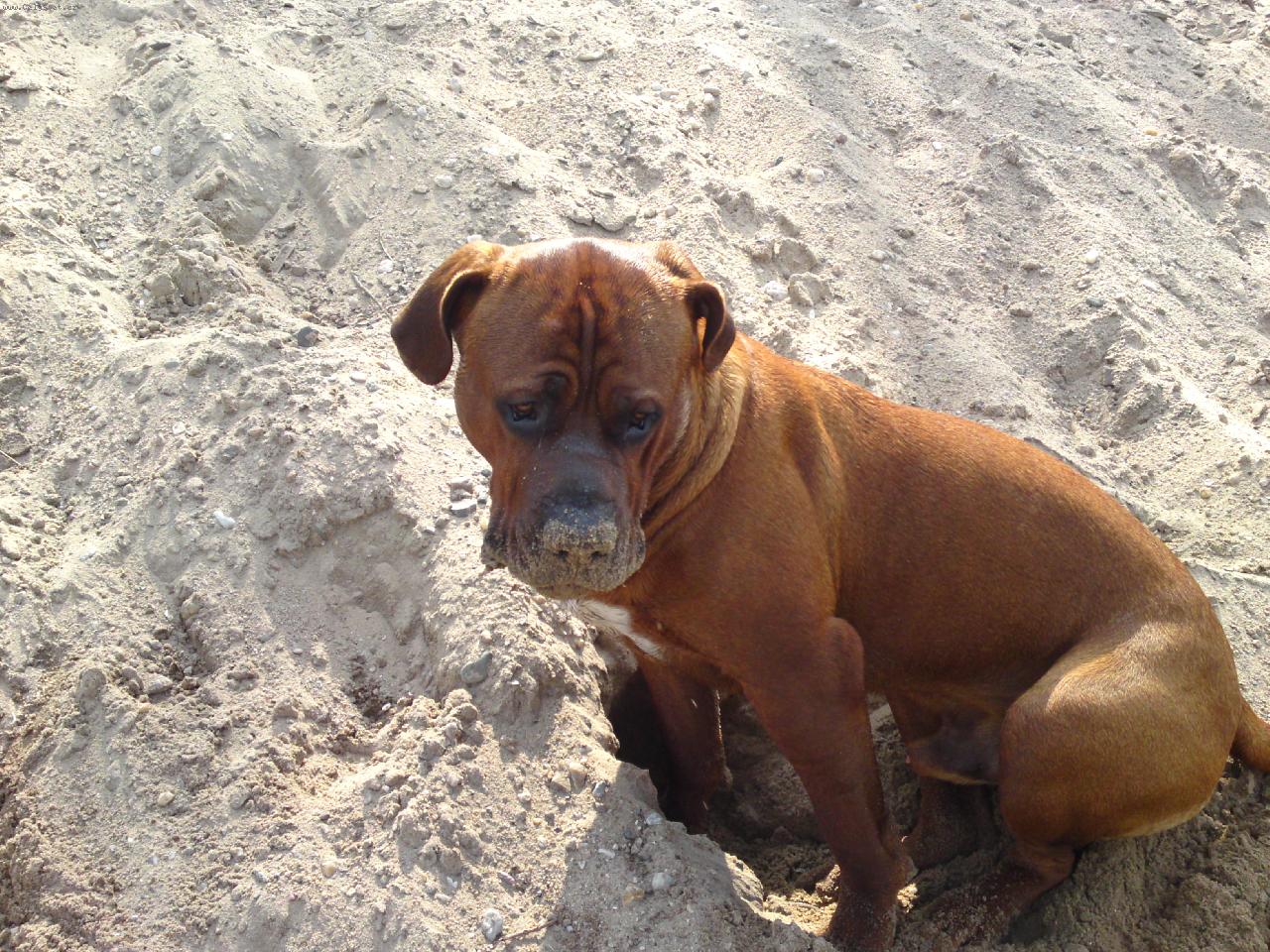 Foto: Gorbík, číchání do písku