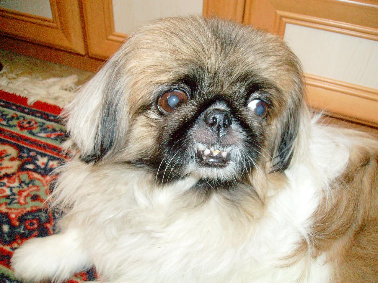 Foto: Naše malá Besinka-fotka doma