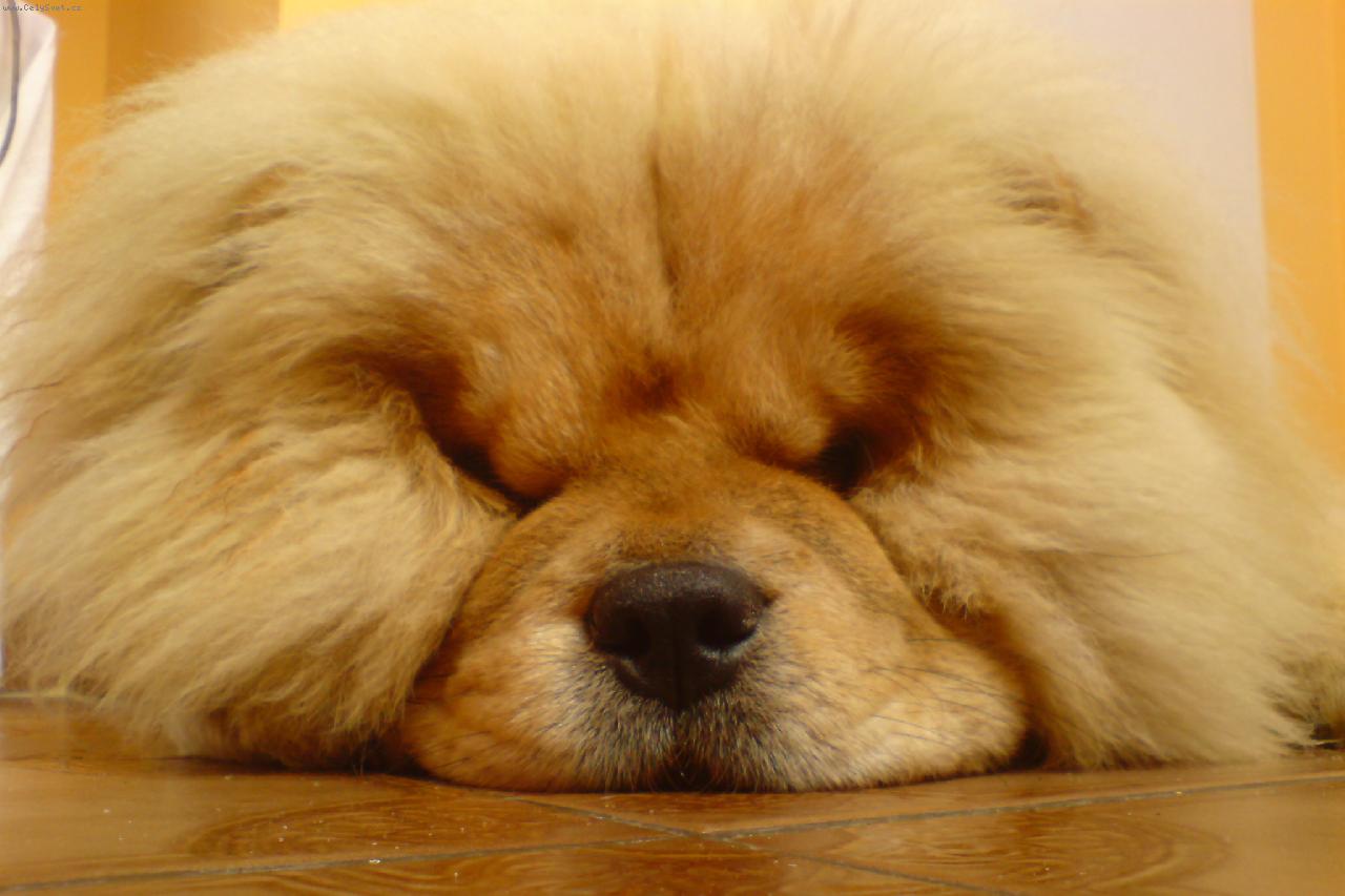 Foto: Cheffrey of Mijamu