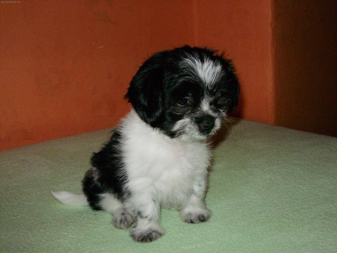 Foto: Náš malý Jack..-Moje první foto..haf!!!