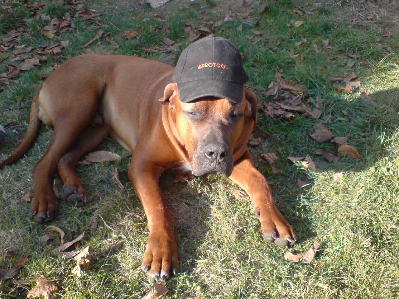 Foto: Gorbík, montér od Protoolu