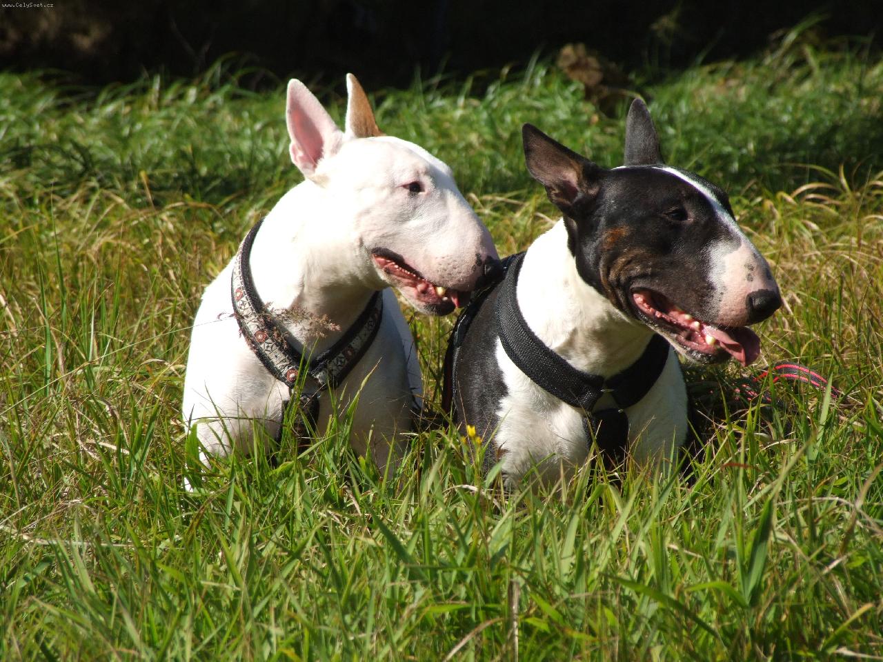 Foto: Dva mušketýři-Timothy Leary Hamentashen    Ducky- Dark  Wild Fámy
