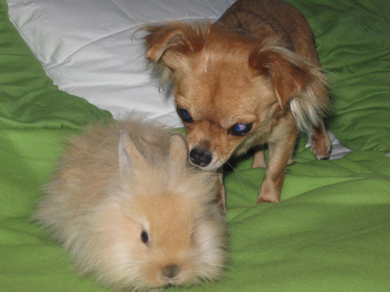 Foto: Amálka-Hraní Amálky s králicí Rozárkou