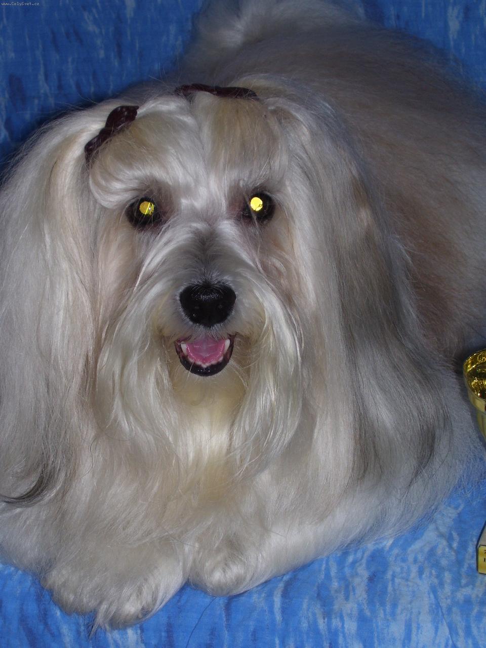 Foto: Havanský psík-tak to jsem já