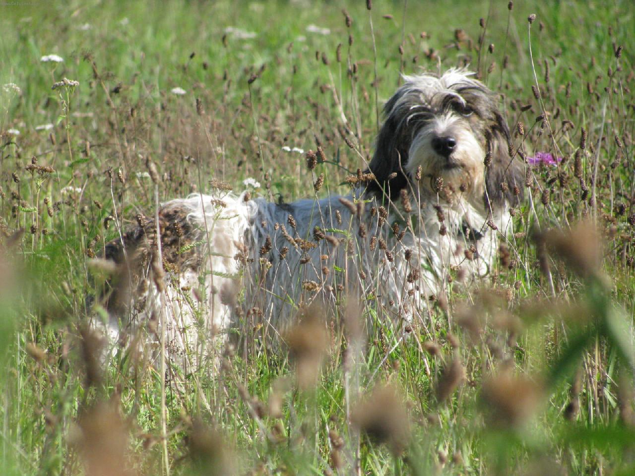 Foto: Bassetka Claudie4-na procházce