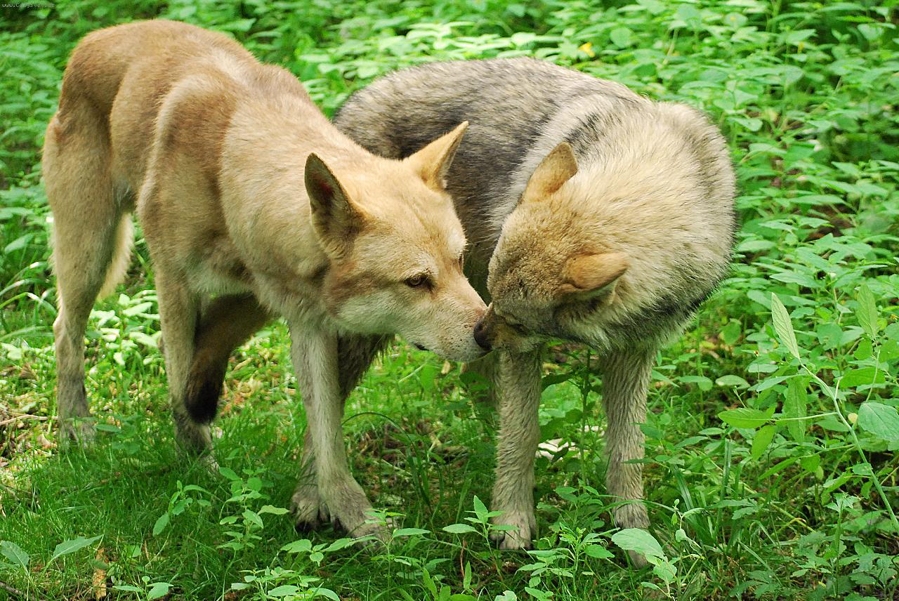 Foto: náklonost-Wolfsirius Call of the Wild a Djibouty Sun Gifu z Chovatelské stanice Miraja