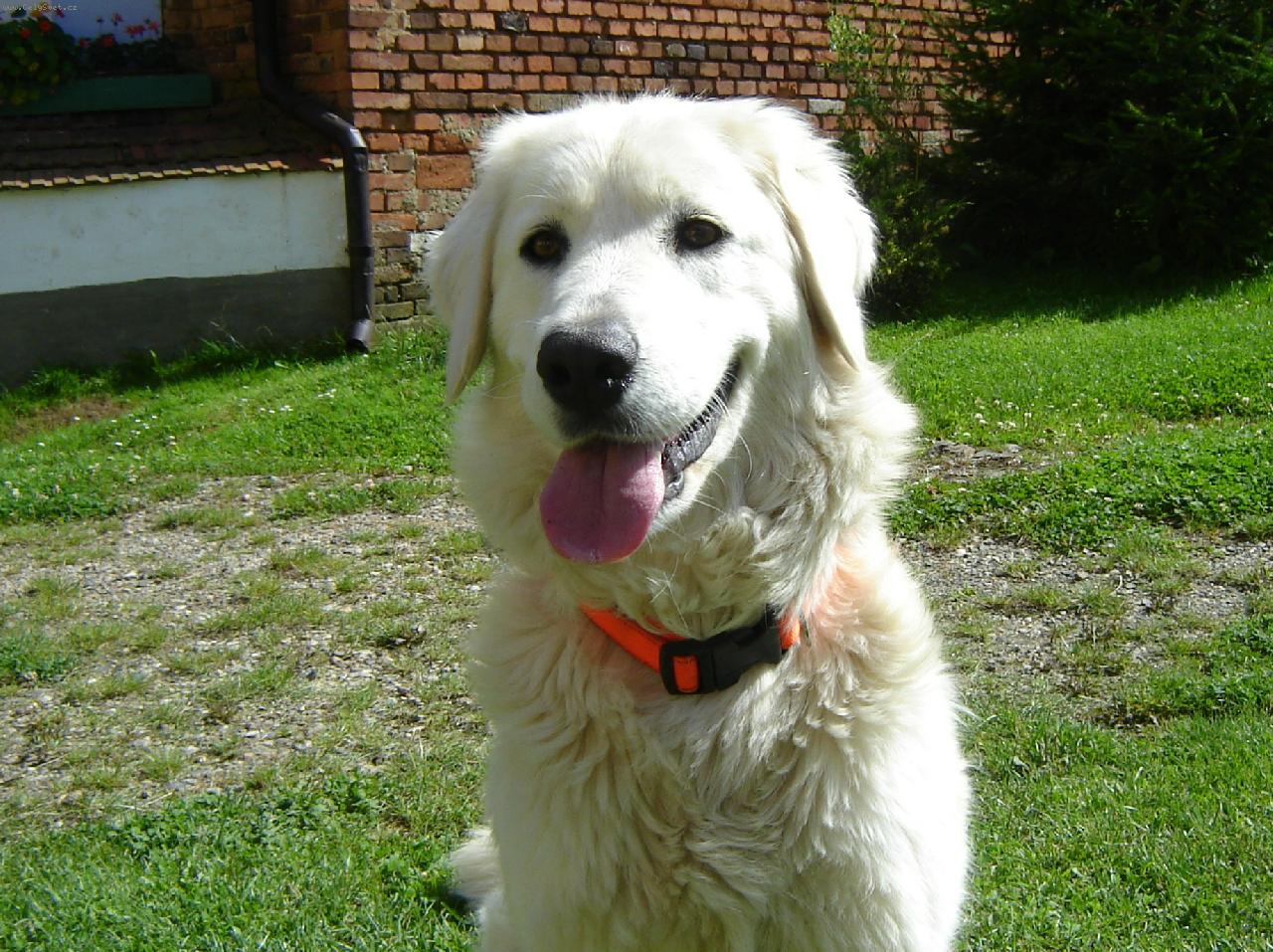 Foto: Dina-náš mazlíček