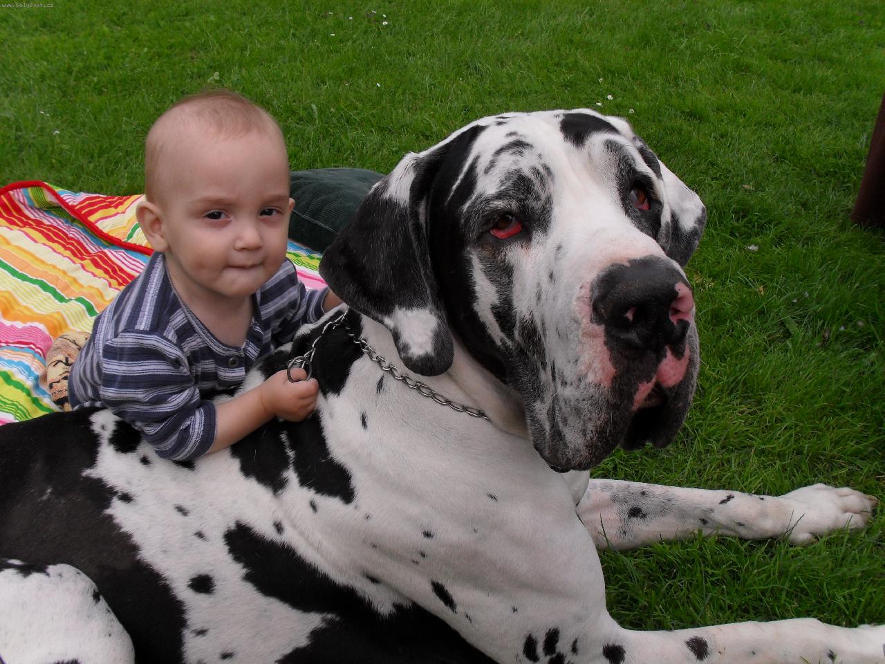 Foto: naši mazánci-Argus s Fanouškem