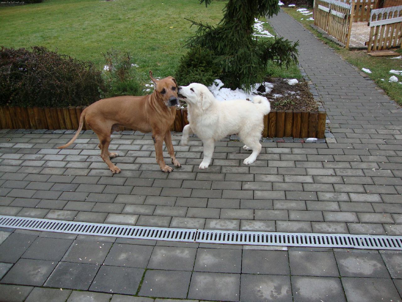 Foto: Andy a Castor/14 let/-Andy 2 měsíce a Casper RR skoro 14 let