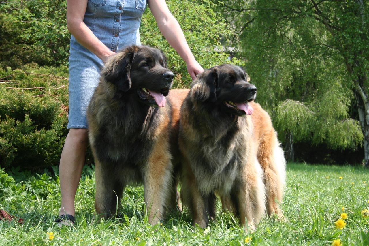 Foto: Darling Asson Ensson Bohemia a Bessy Ensson Bohemia-leonberger v létě