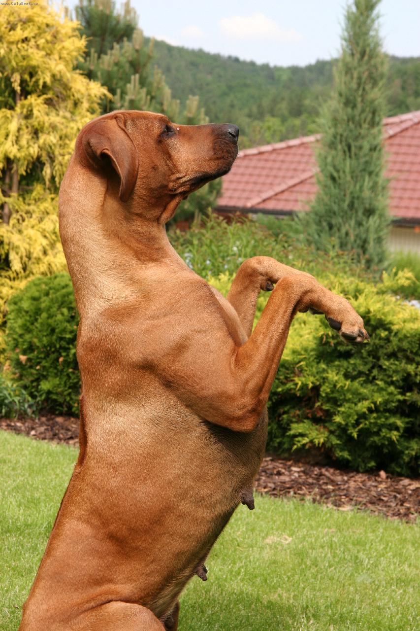 Foto: Bawean od Kovářovské hůrky - Cita-Cituška prosí piškotek