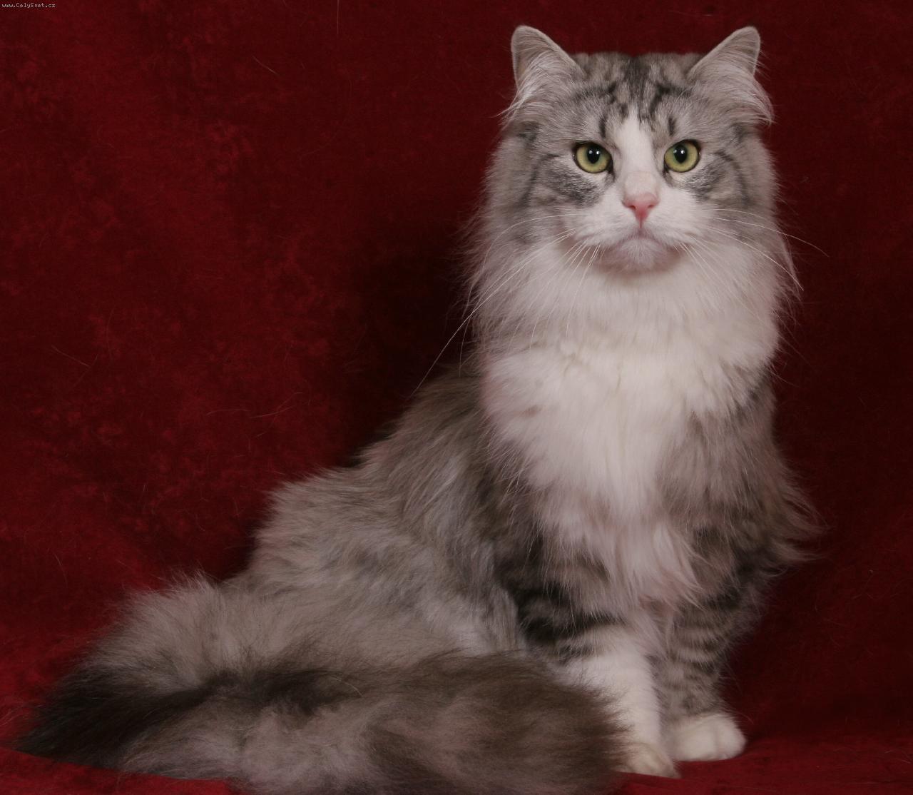 Foto: Joker Siberian Bastet-Joker Siberian Bastet ns 03 24