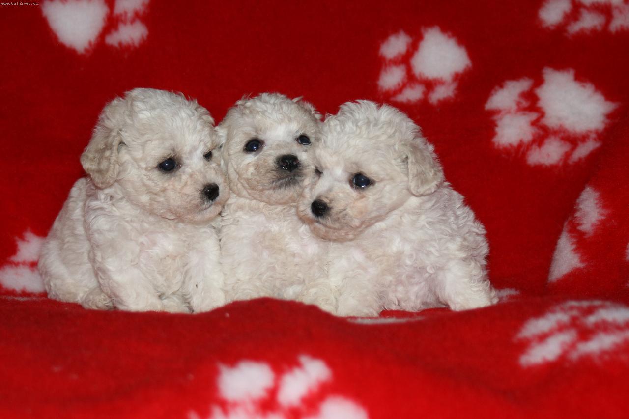 Foto: štěňátka k odběru-bišončí klučíci hledají nové páníčky na stálo :-)