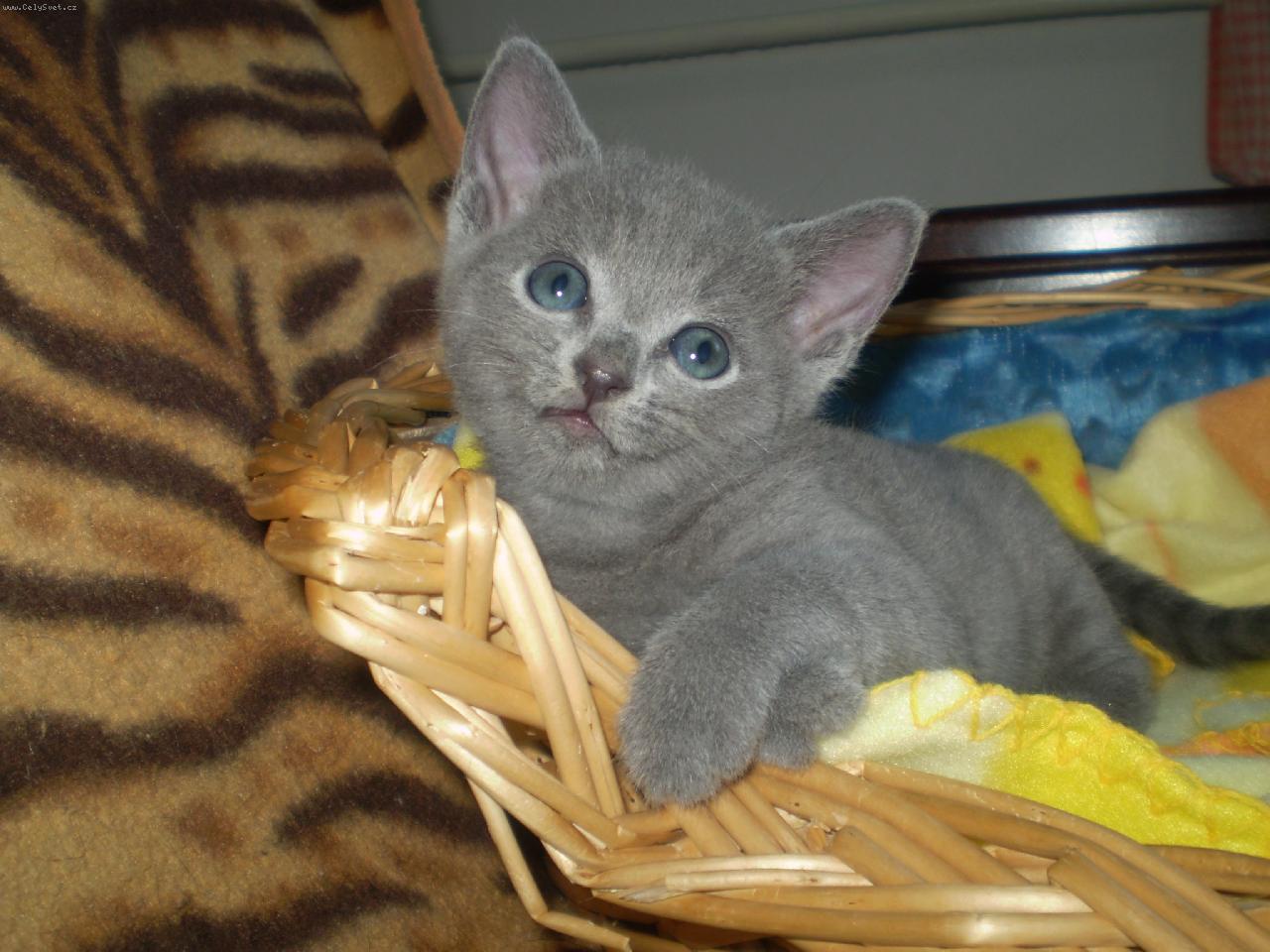 Foto: Koátko - Nikita