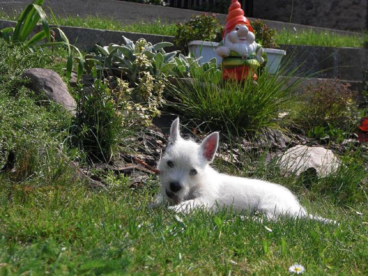 Foto: westík Árný 2-náš westík Árnýsek z jižnich Čech