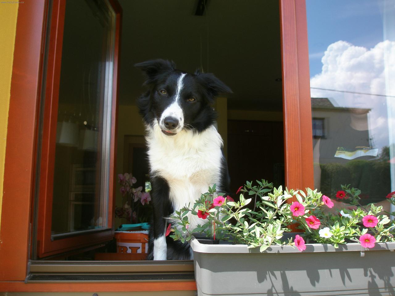 Foto: Betty-zvědavá Betty