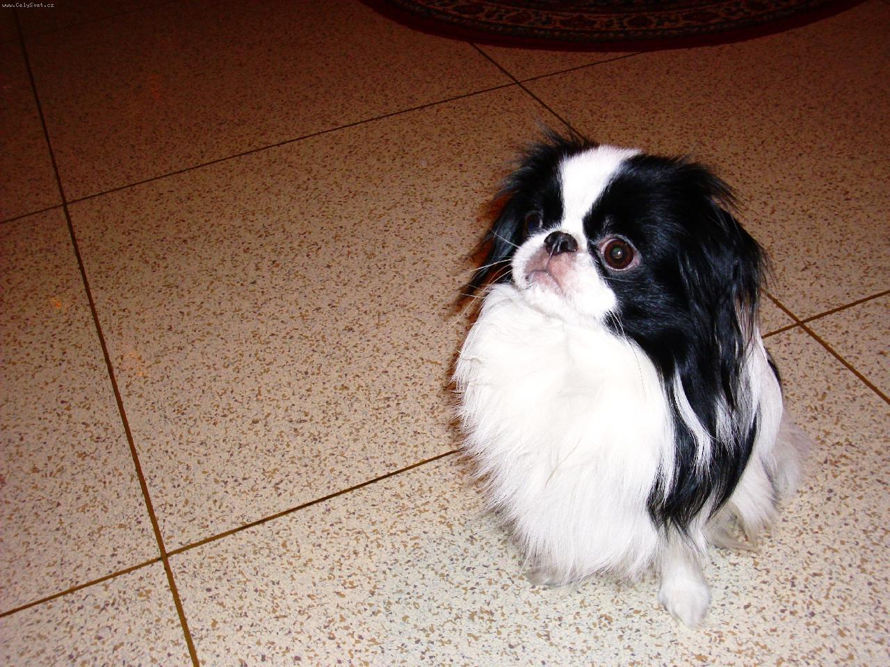 Foto: Čiko Chico Untis-Čiko v kuchyni