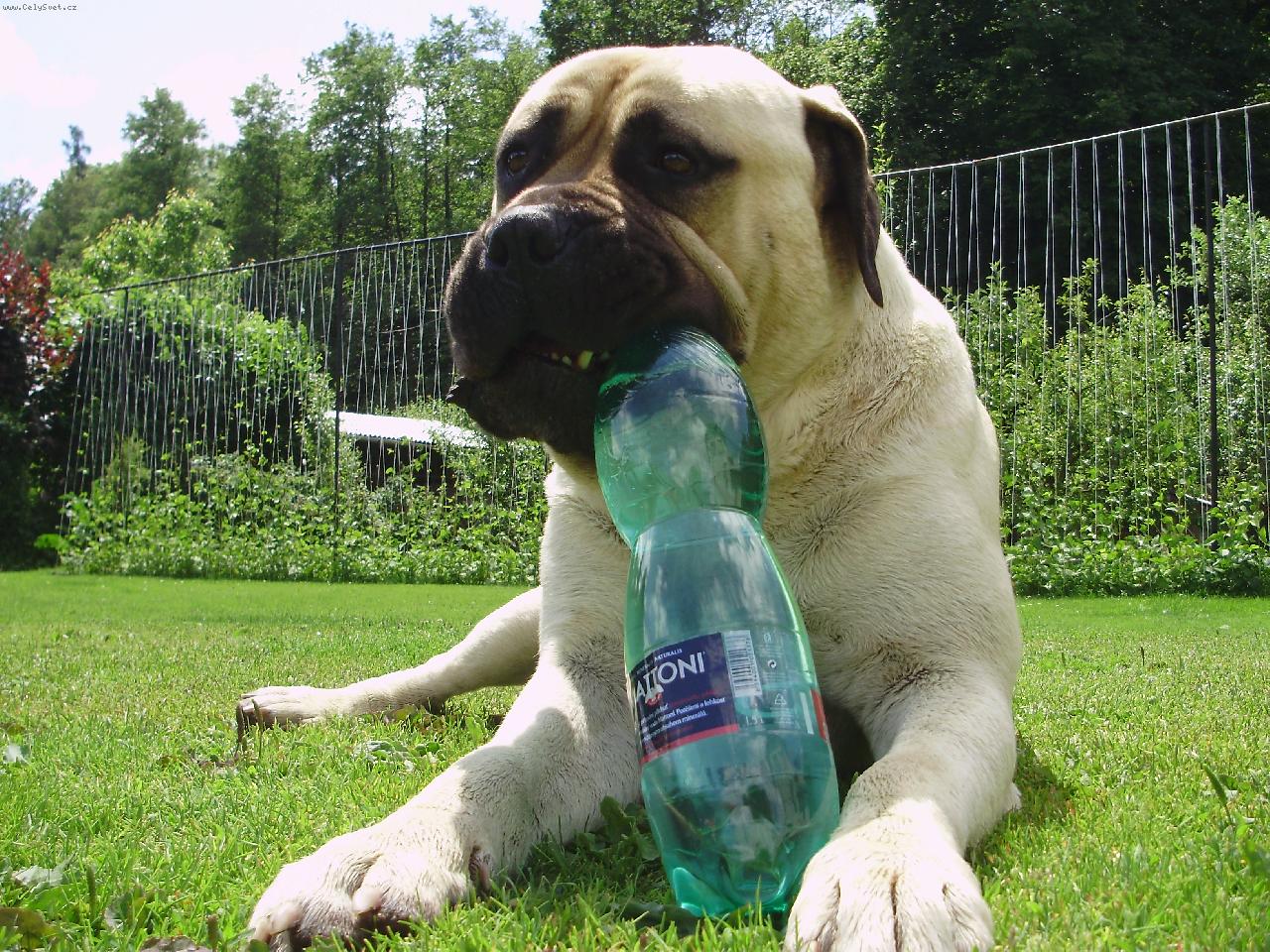 Foto: kde to žije tam je MATTONI ...