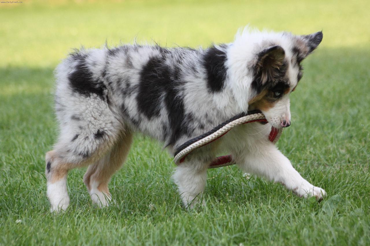 Foto: Australský ovčák-tříměsíční Artorius Castus King Gitaron