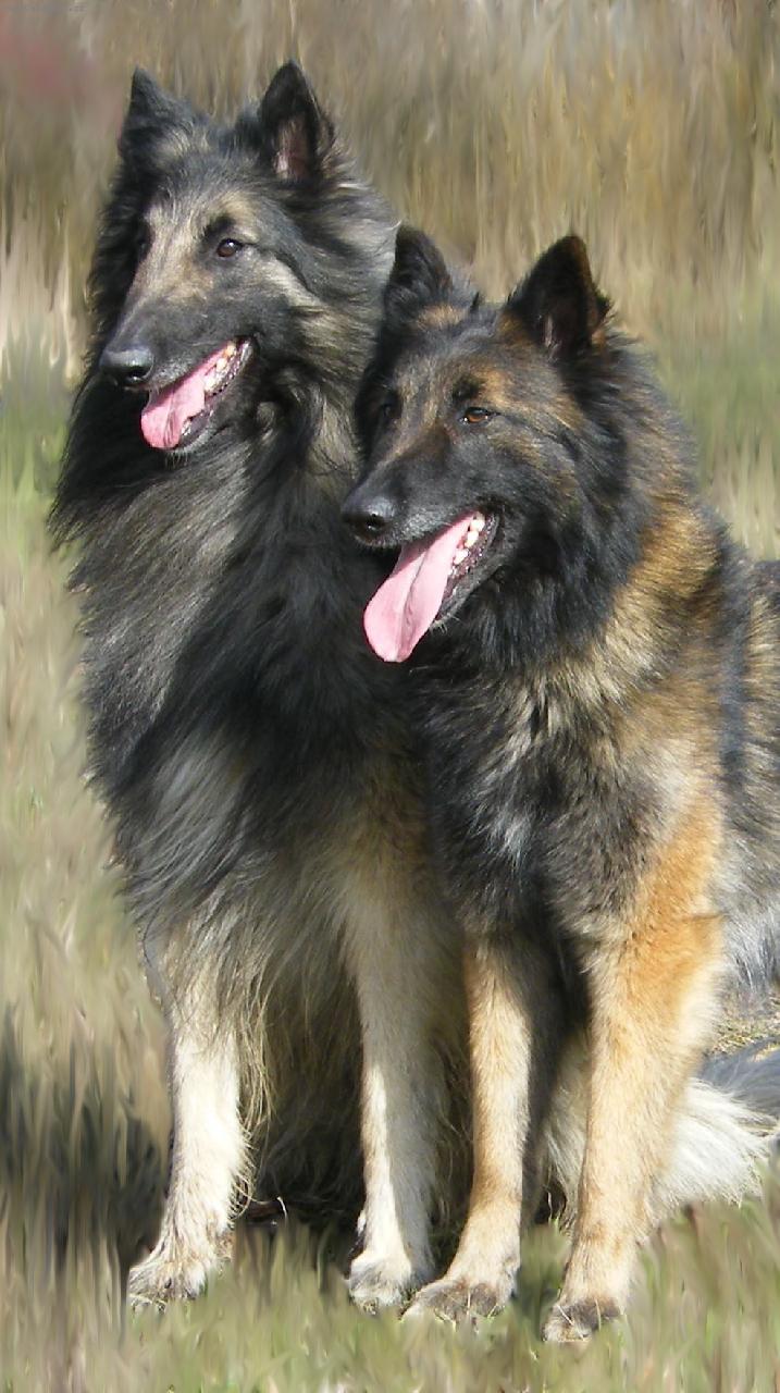 Foto: Milenci z roku 2010 (nebo 1)-pes Uzi -fena Anny, jejich svatební foto.