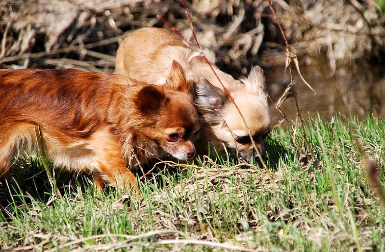 Foto: čivavy z Jantárovej cesty-Cassiopeia Space bauty a CH. Celestine Jolly Pixie - chovatežská stanica čiváv z Jantárovej cesty