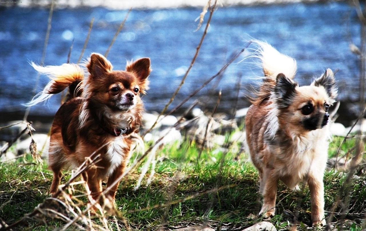 Foto: čivavy Cassiopeia a Celestine (Sisi)-Chovatežská stanica plemena čivava - chihuahua z Jantárovej cesty