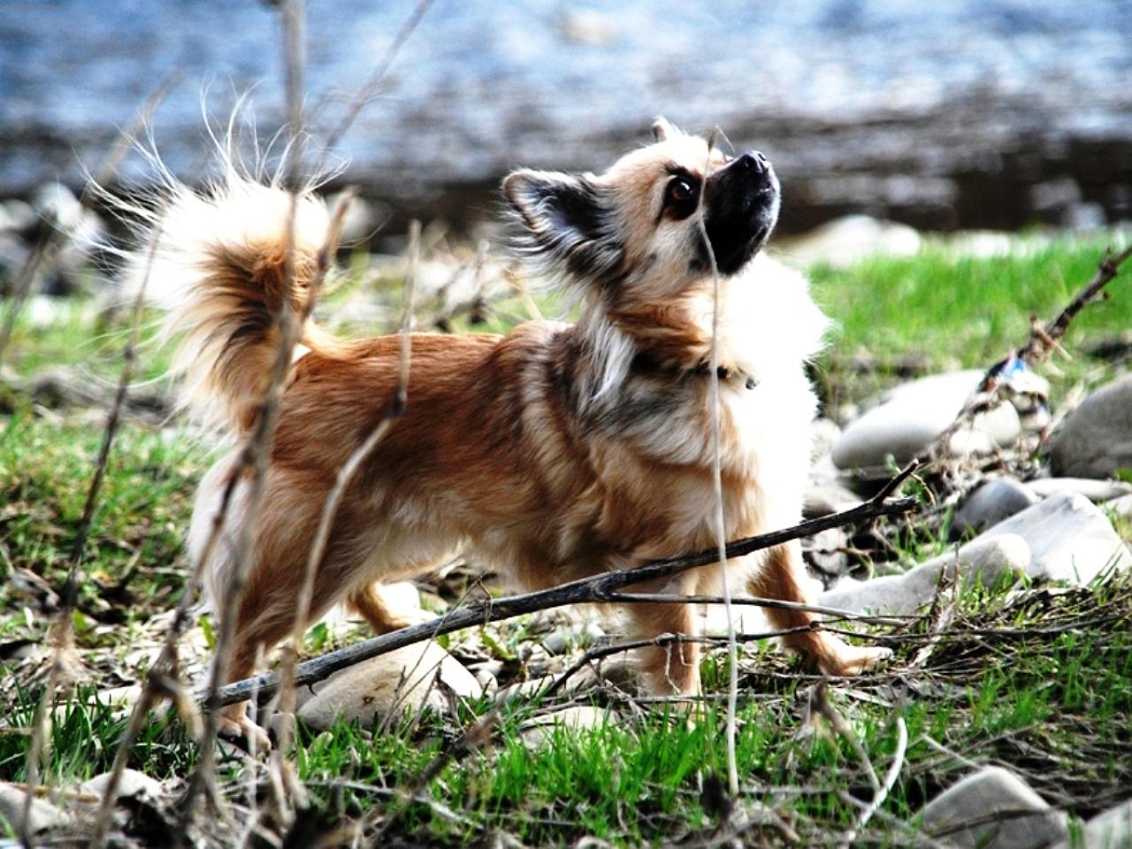 Foto: čivava Sisi - Celestine Jolly Pixie-Chovatežská stanica plemena čivava - chihuahua z Jantárovej cesty