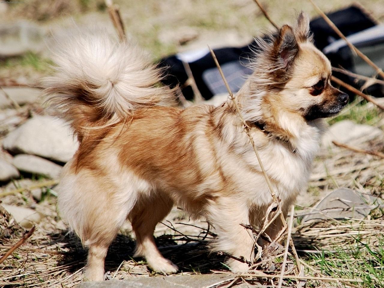 Foto: čivava CH Celestine Jolly Pixie-CH Celestine Jolly Pixie - chovatežská stanica plemena čivava - chihuhaua z Jantárovej cesty