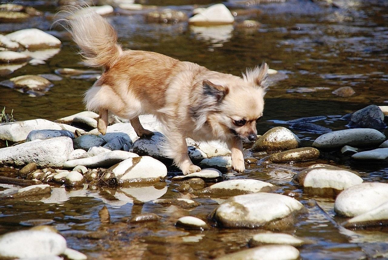 Foto: čivava Celestine Jolly Pixie-Celestine alias Sisi - chovatežská stanica plemena čivava z Jantárovej cesty