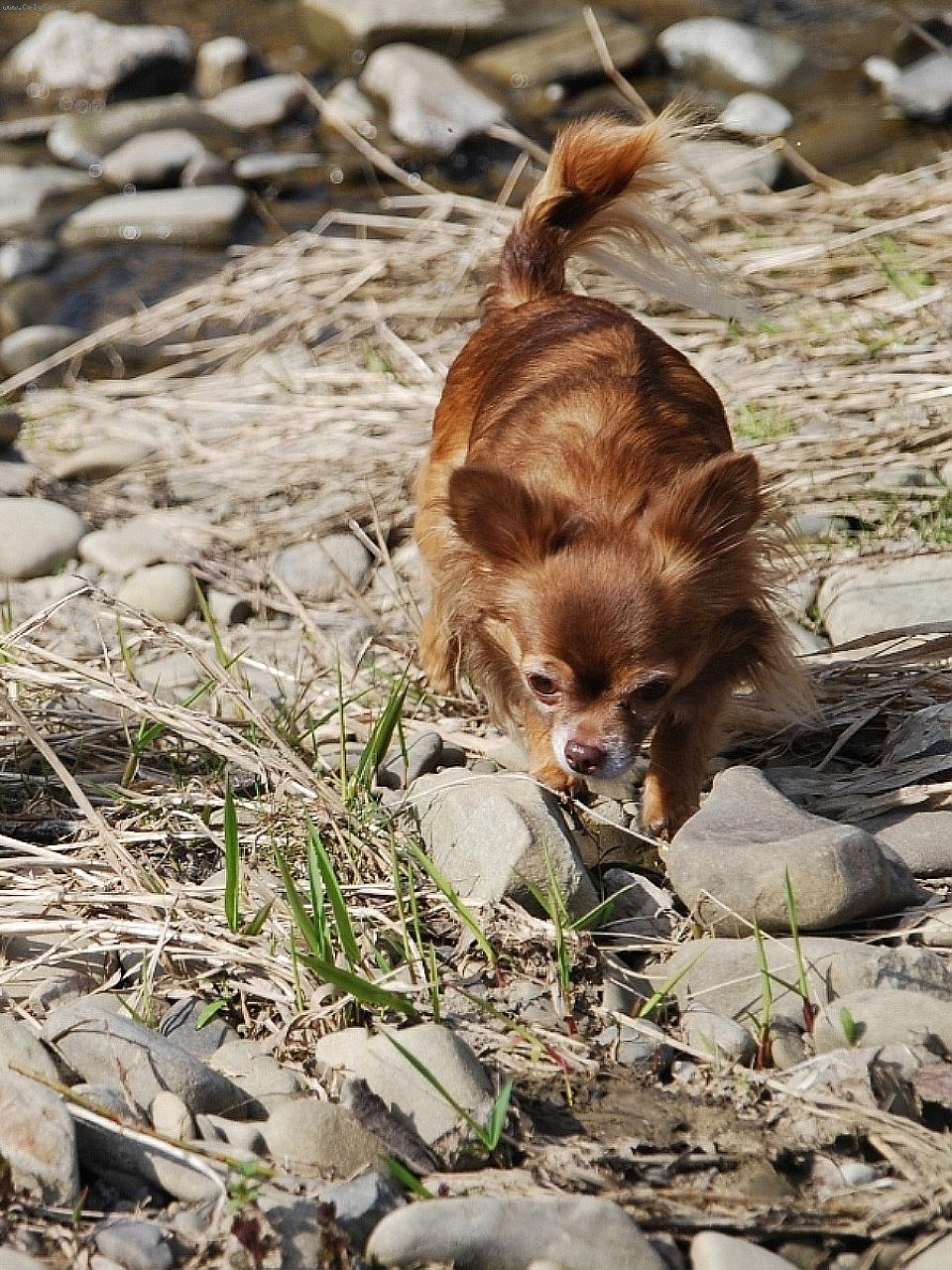Foto: čivava Cassiopeia Space beauty-majitež- chovatežská stanica plemena čivava