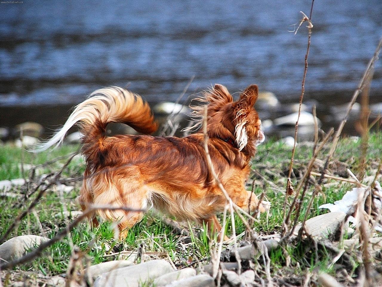 Foto: čivava Cassiopeia Space beauty-Chovatežská stanica čiváv z Jantárovej cesty