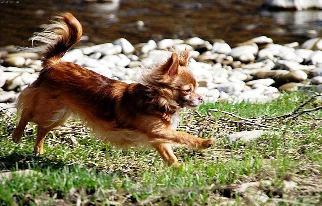 Foto: čivava Cassiopeia Space beauty-Chovatežská stanica čiváv z Jantárovej cesty