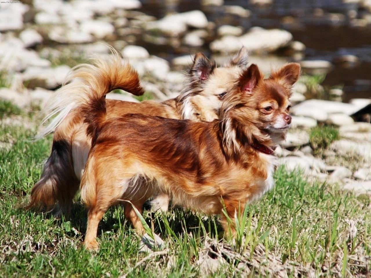 Foto: čivava - chihuahua Cassiopeia Space beauty-Chovatežská stanica plemena čivava - chihuahua z Jantárovej cesty