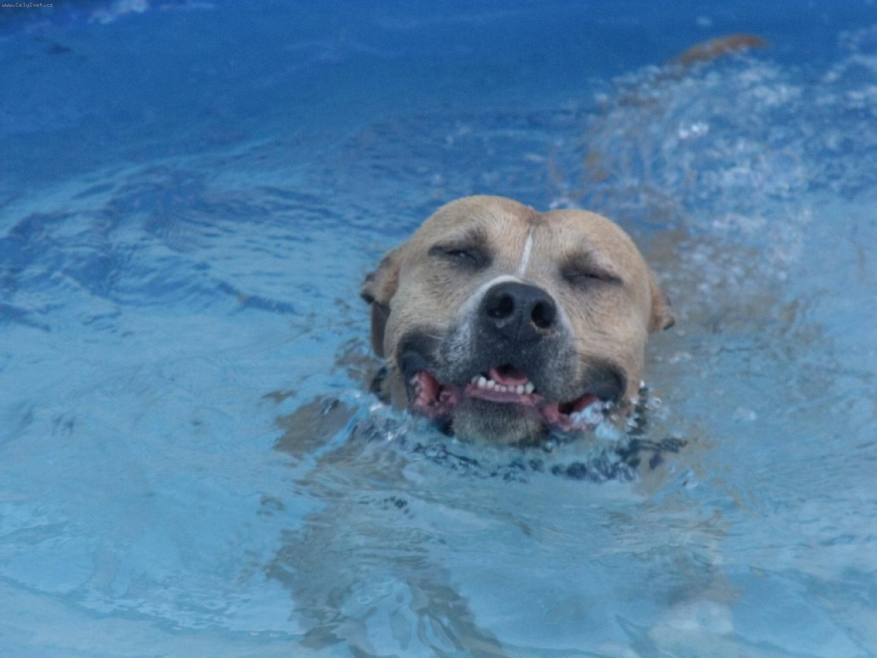 Foto: Arny v bazénu