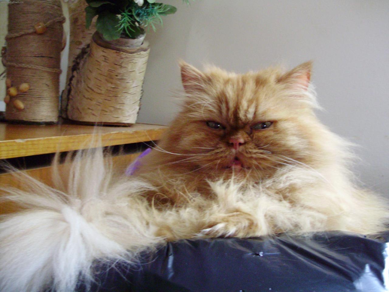 Foto: Gaston-můj miláček