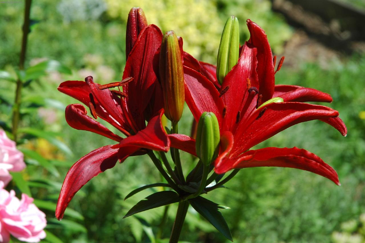 Foto: lilie-lilie červená