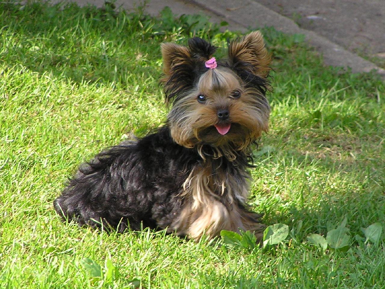 Foto: Jessie - jako psí modelka