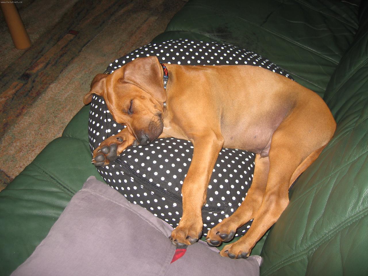 Foto: Gucci Kibo Libami-jsem malý, ale už vím, kde je moje místo