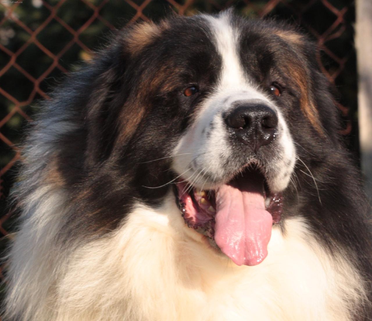 Foto: Zhelezny Blesk iz Vernyh strazhei