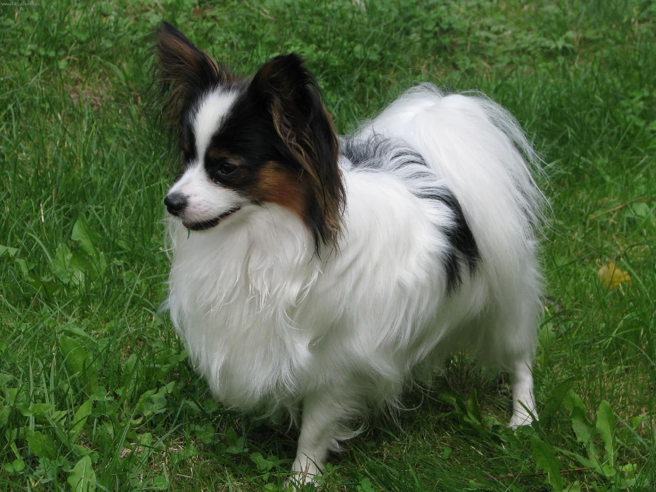 Foto: jacoby Porubský květ 10 měsíců