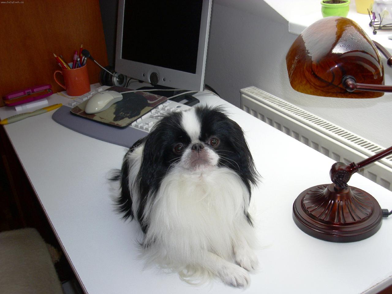 Foto: Čiko-Chico Untis-u počítače