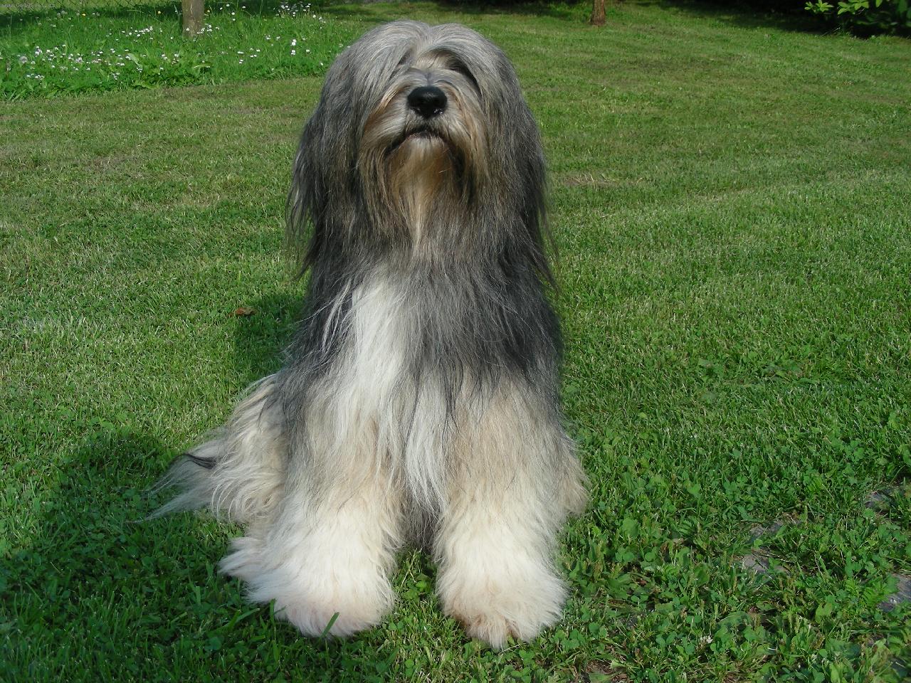 Foto: Tači-vykoupán, načesán....