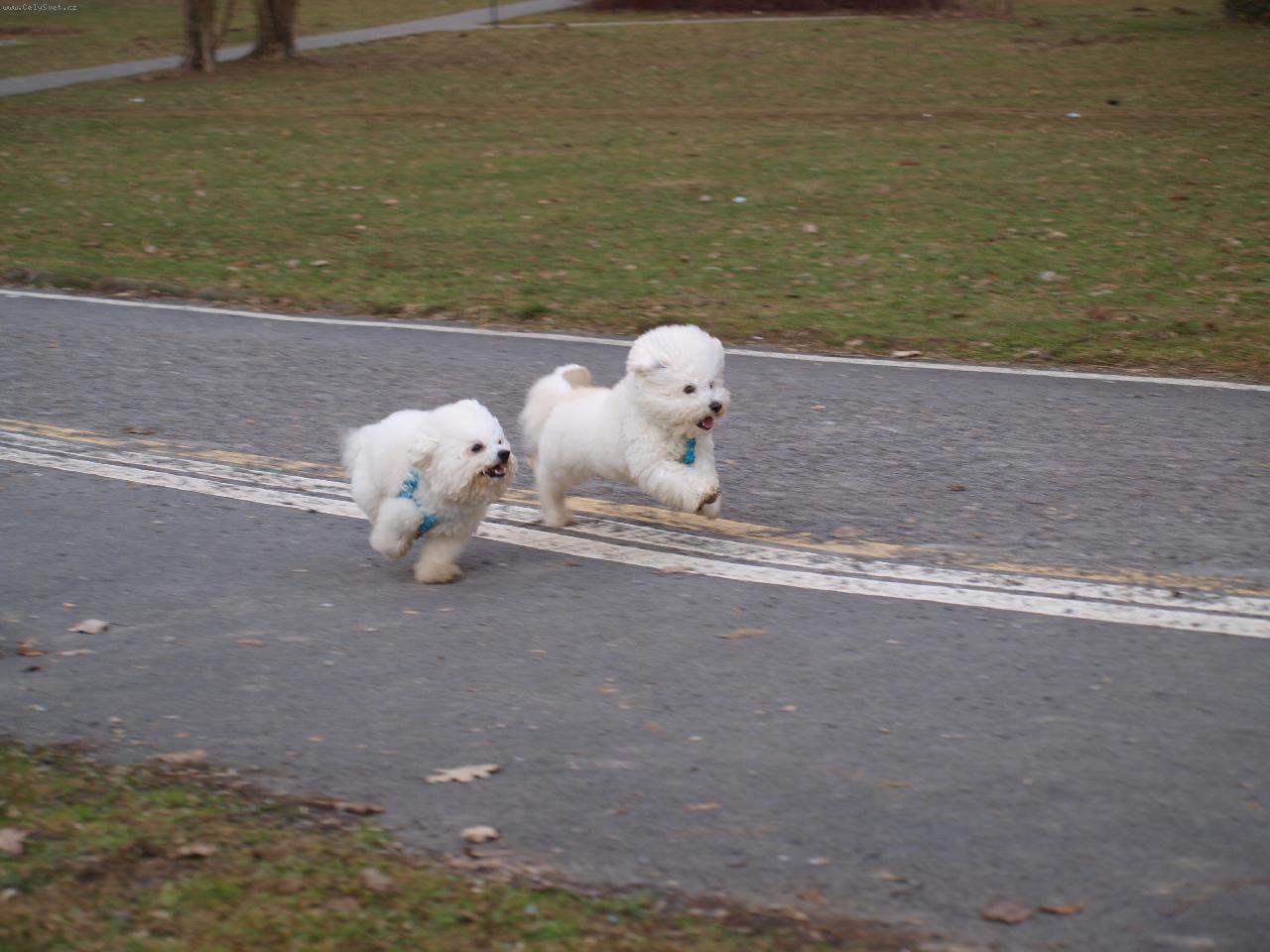 Foto: Už letíme.- Damišek, Biško.