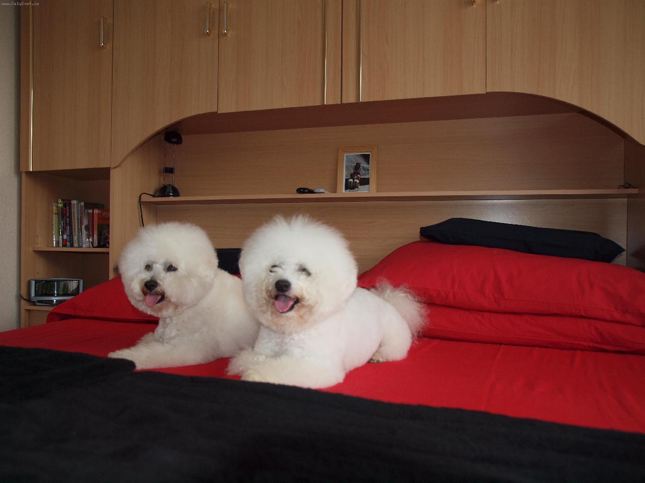 Foto: A je nám dobře.-Damišek a Bišonek po střiháni.