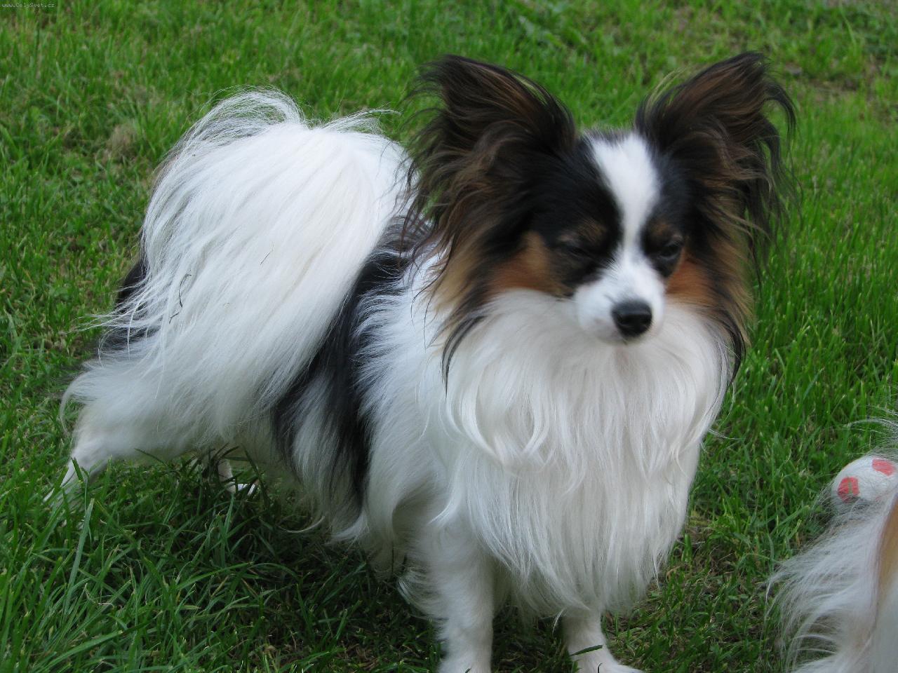 Foto: Jacoby Porubský květ 11 měsíců-Jacoby Porubský květ